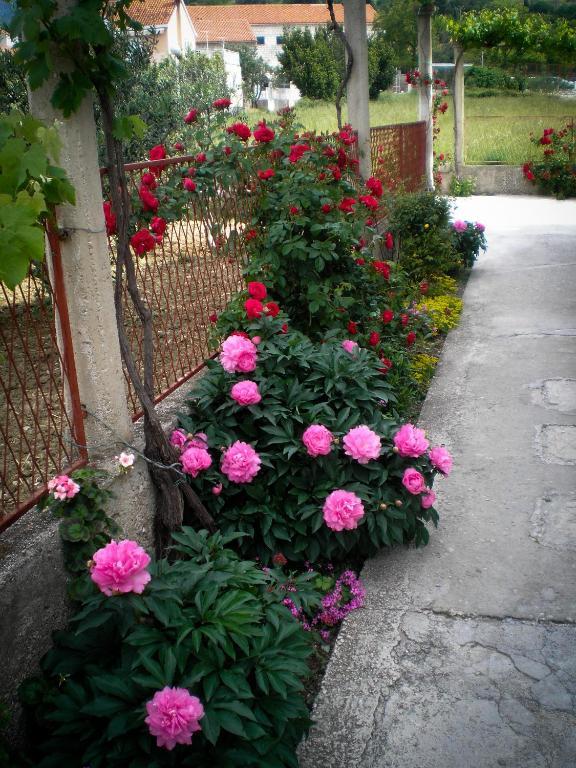 Francesca Guesthouse Mlini Luaran gambar